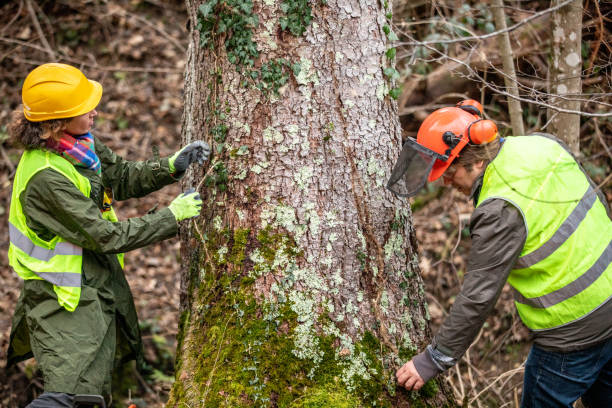 How Our Tree Care Process Works  in  William Paterson University Of New Jersey, NJ